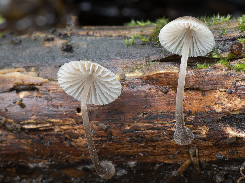 Mycena pilosella